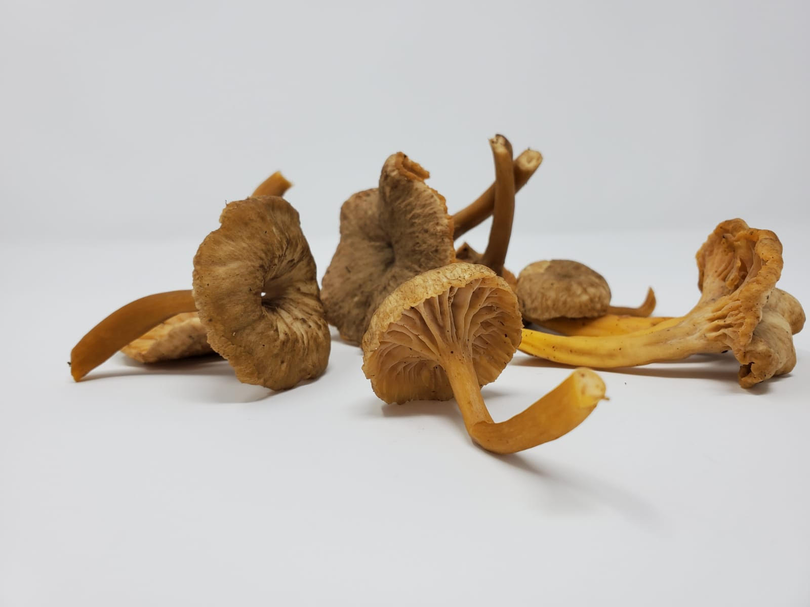Wild Yellowfoot Mushrooms / lb
